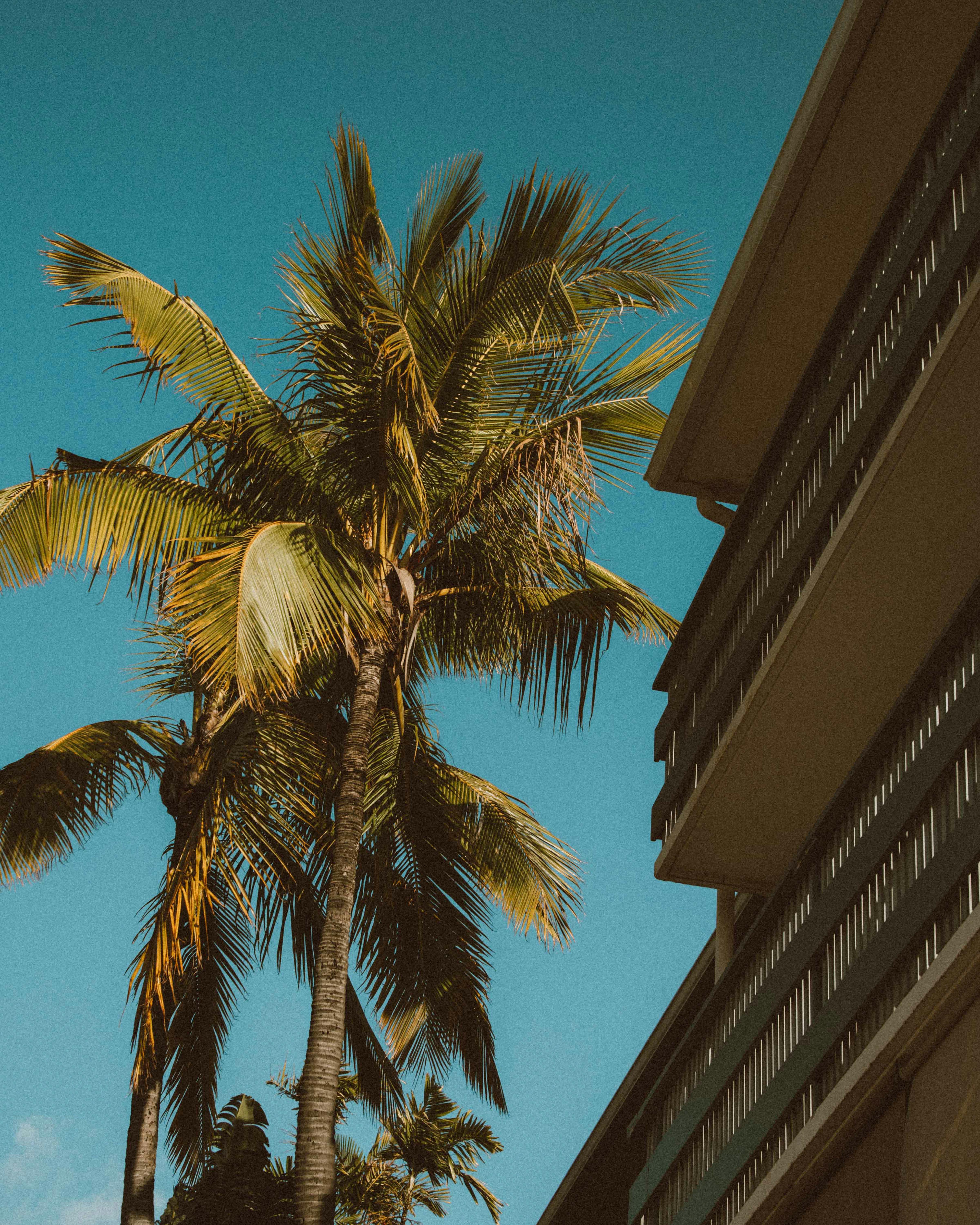 Palm tree against a blue Oahu sky beside a low-rise residential building